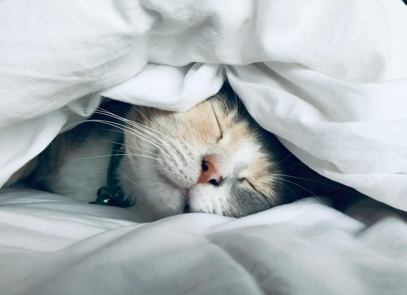 Une chatte calico dormant paisiblement sous une couverture blanche, museau et yeux fermés.