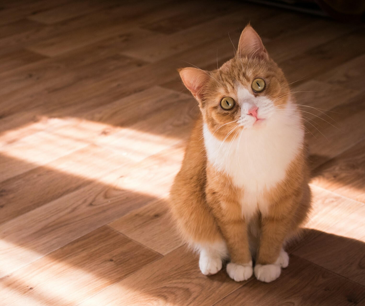 Chat orange et blanc assis sur un plancher ensoleillé, regardant vers la caméra avec un air curieux.