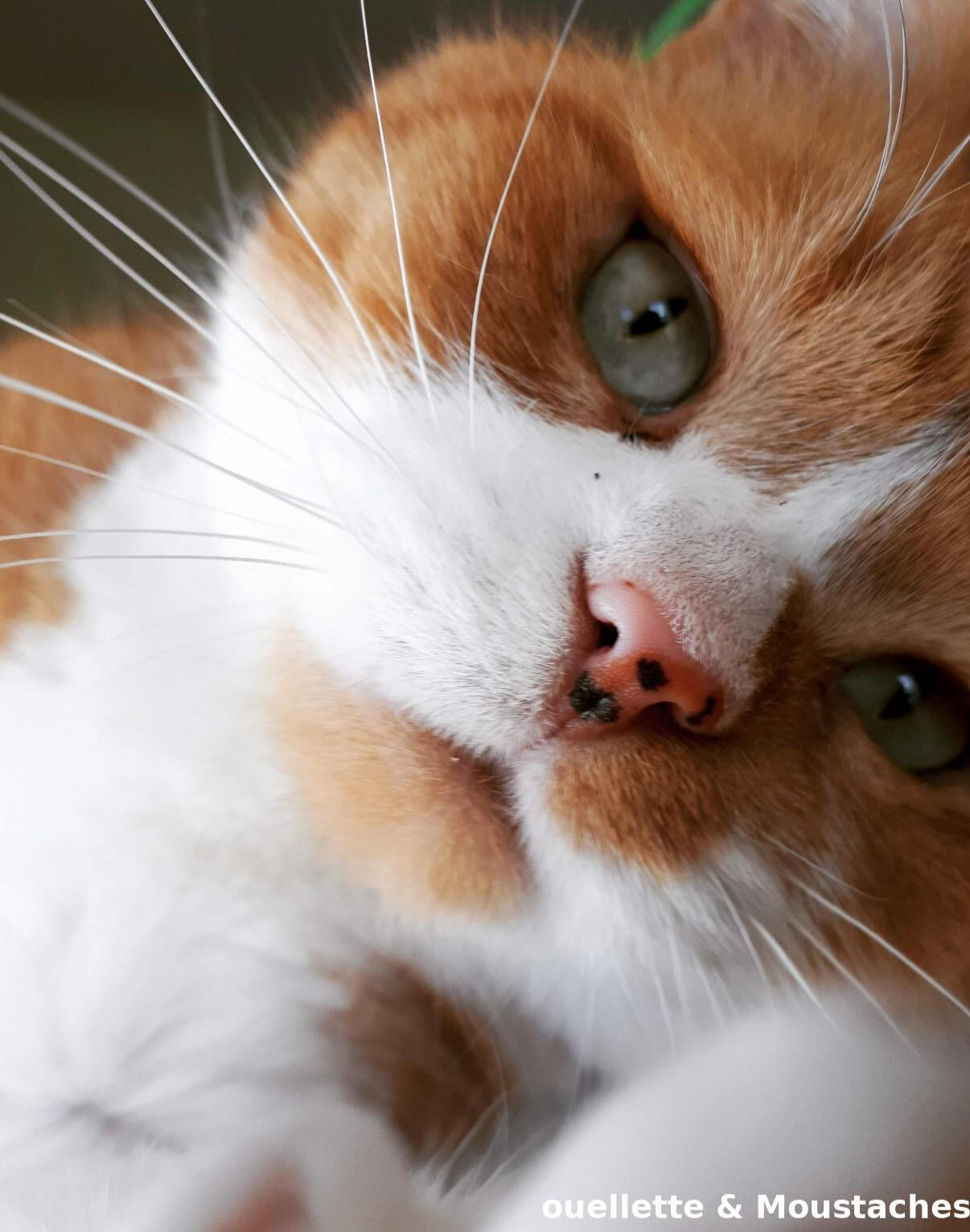 Gros plan du visage de Charlo, un chat orange et blanc aux yeux verts, regardant la caméra avec un air doux.